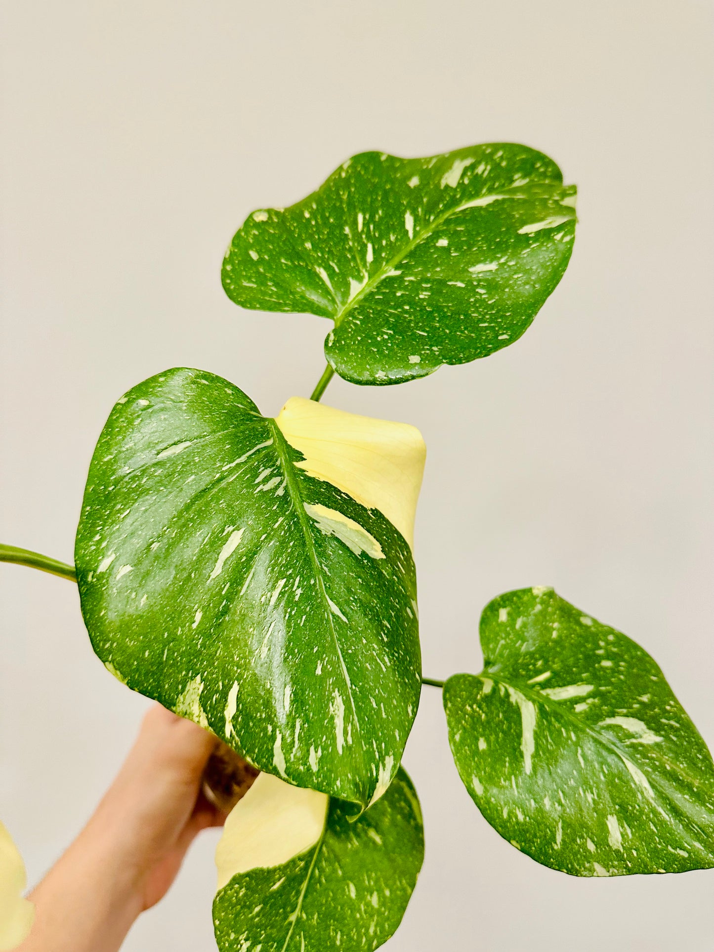 Monstera Thai Constellation