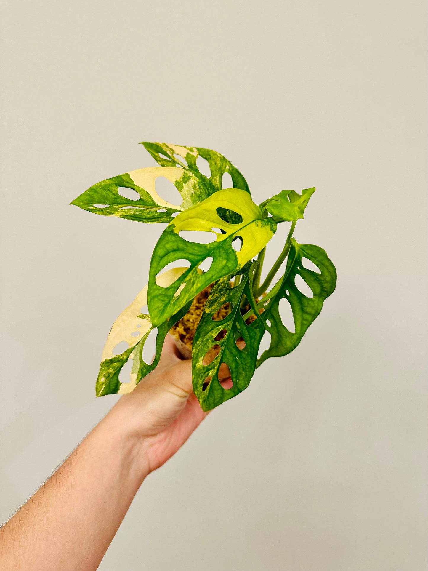 Monstera Adansonii Aurea