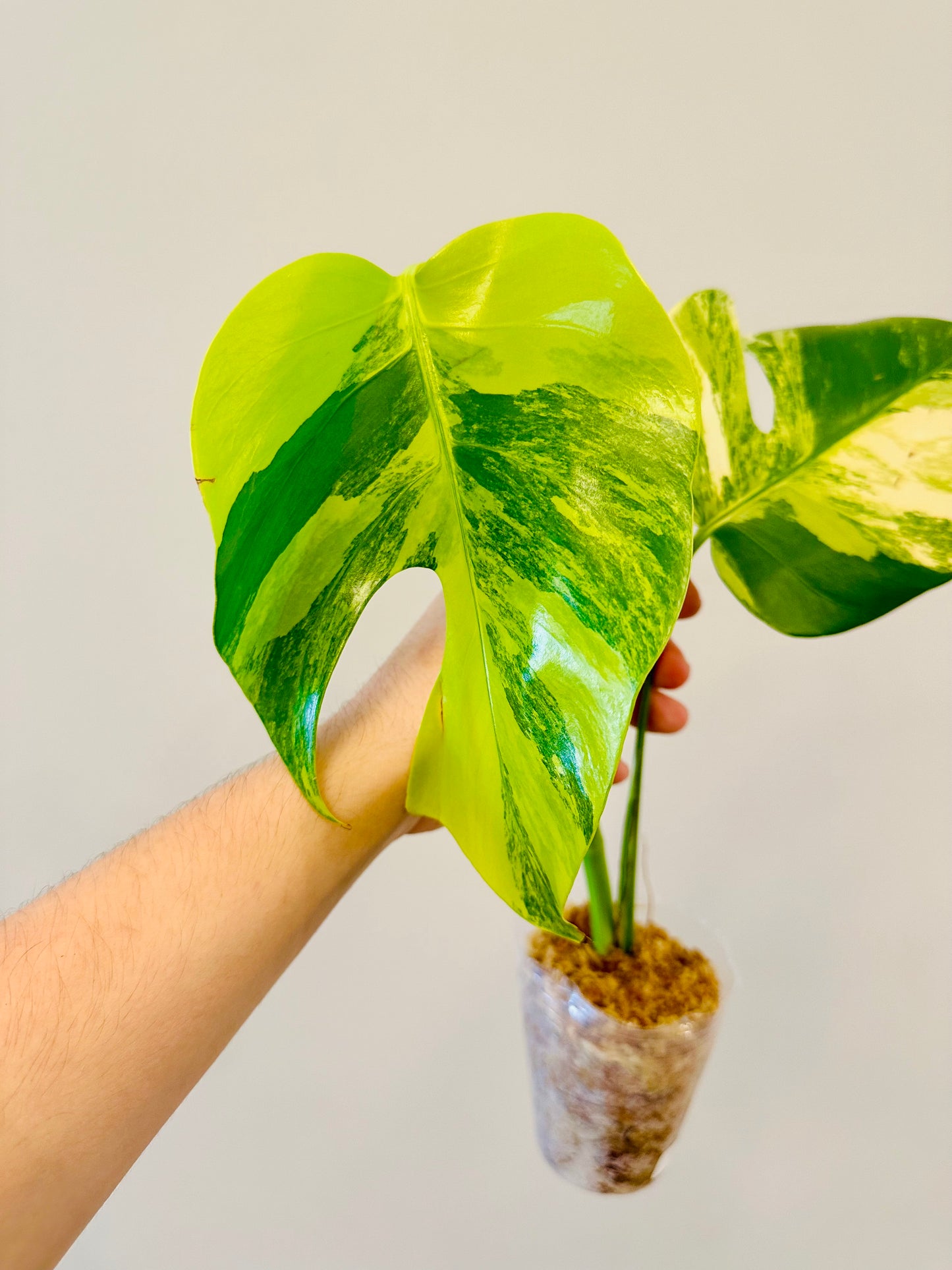 Monstera Aurea Borsigiana