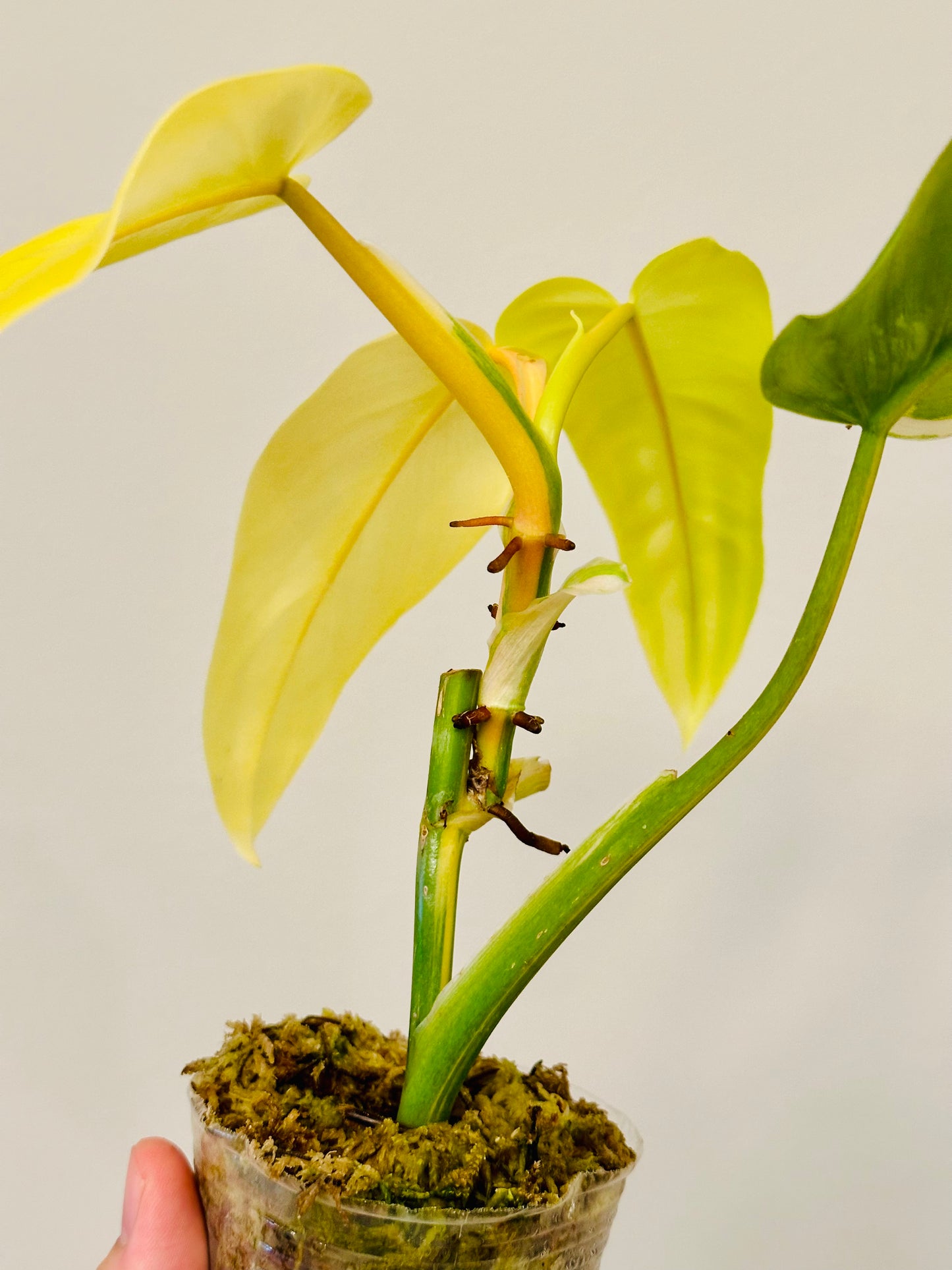 Filodendro Domesticum Variegado