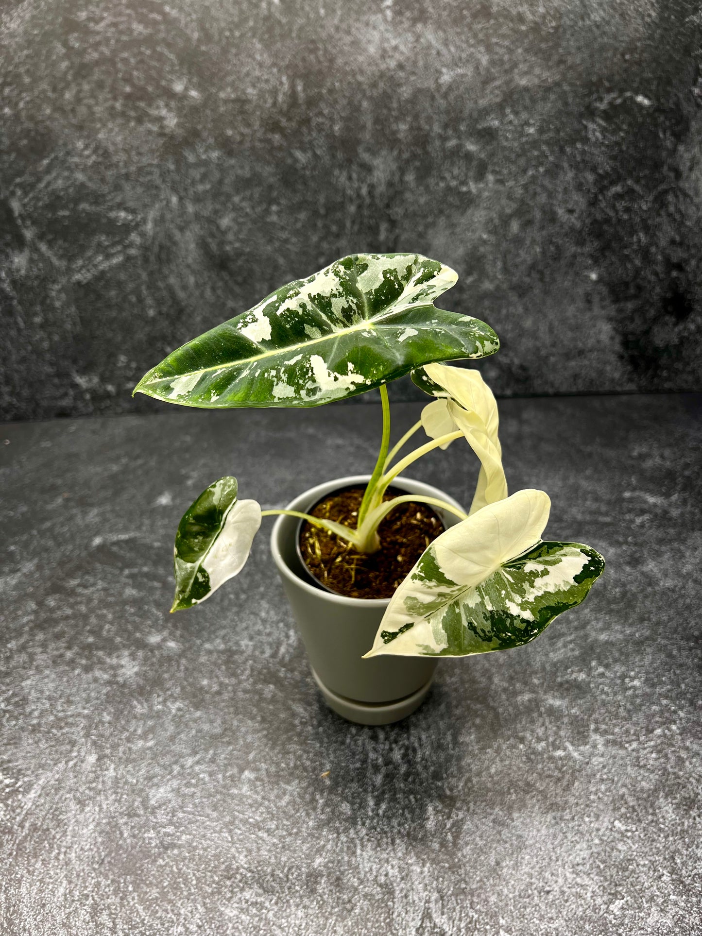 Alocasia Frydrek Variegada