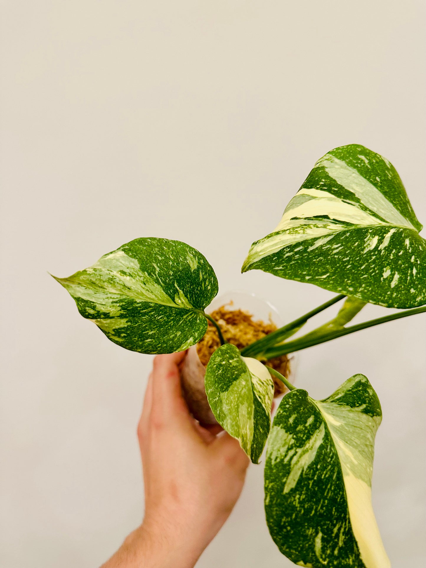 Monstera Thai Constellation