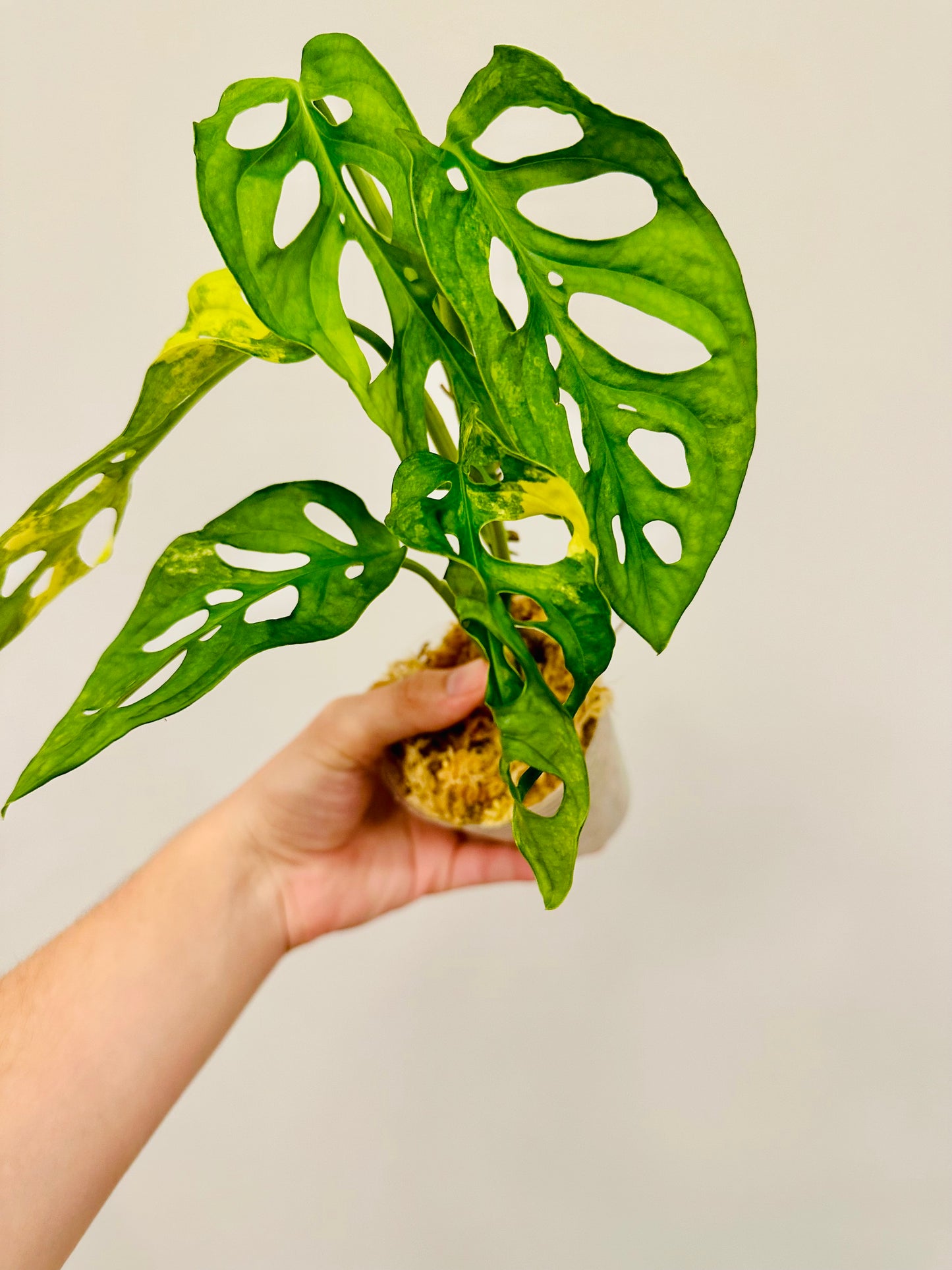 Monstera Adansonii Aurea