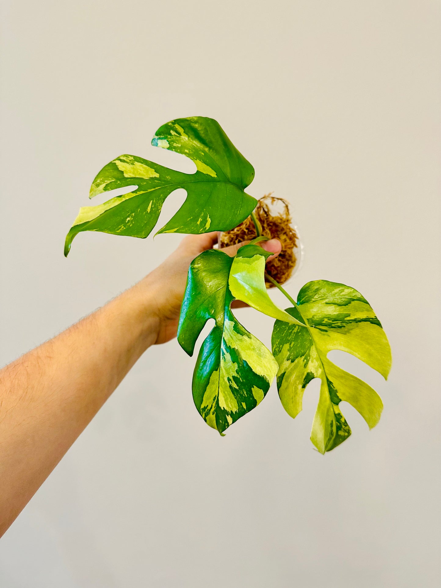 Monstera Tetrasperma Variegada