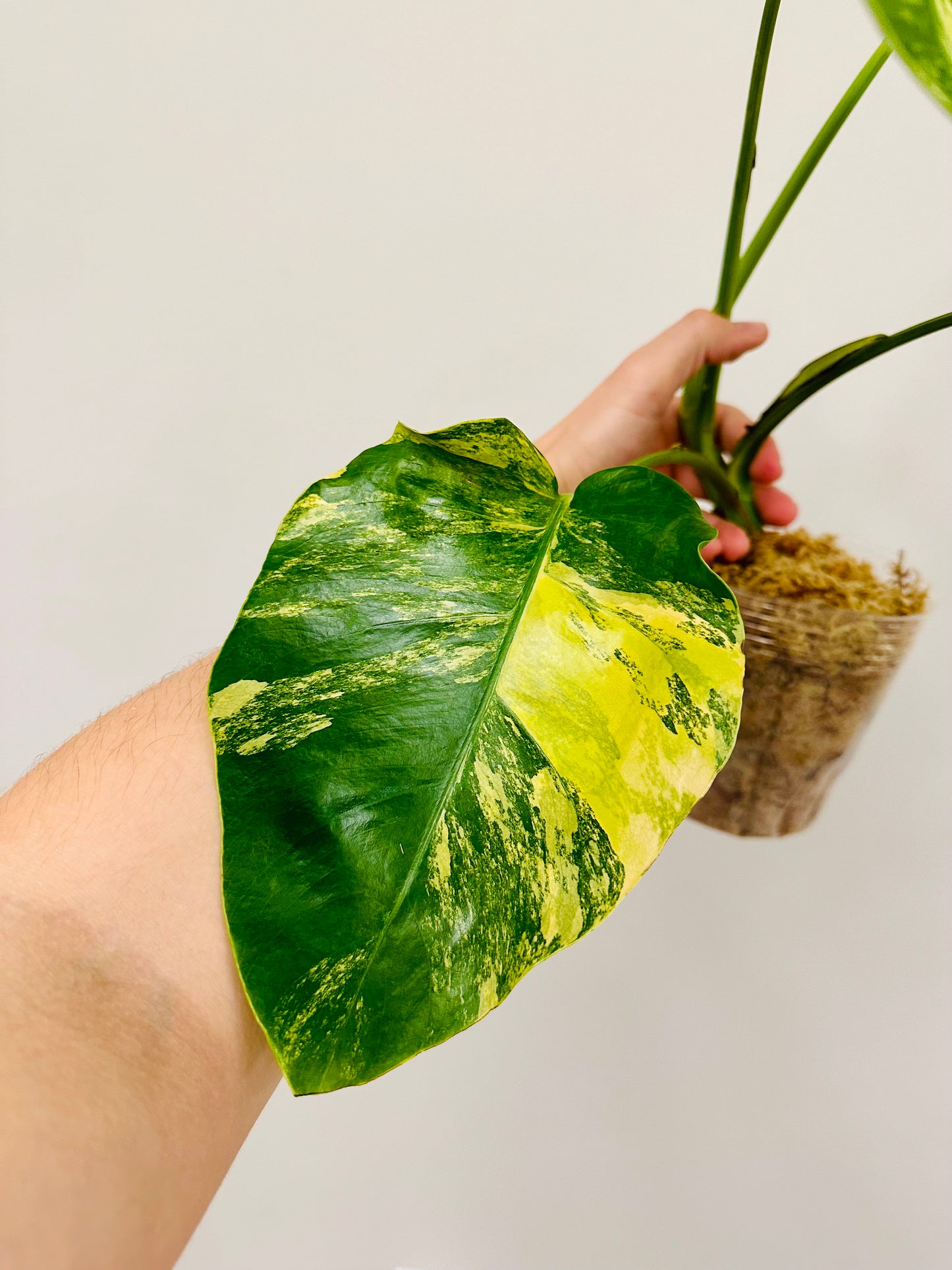 Monstera Aurea Borsigiana