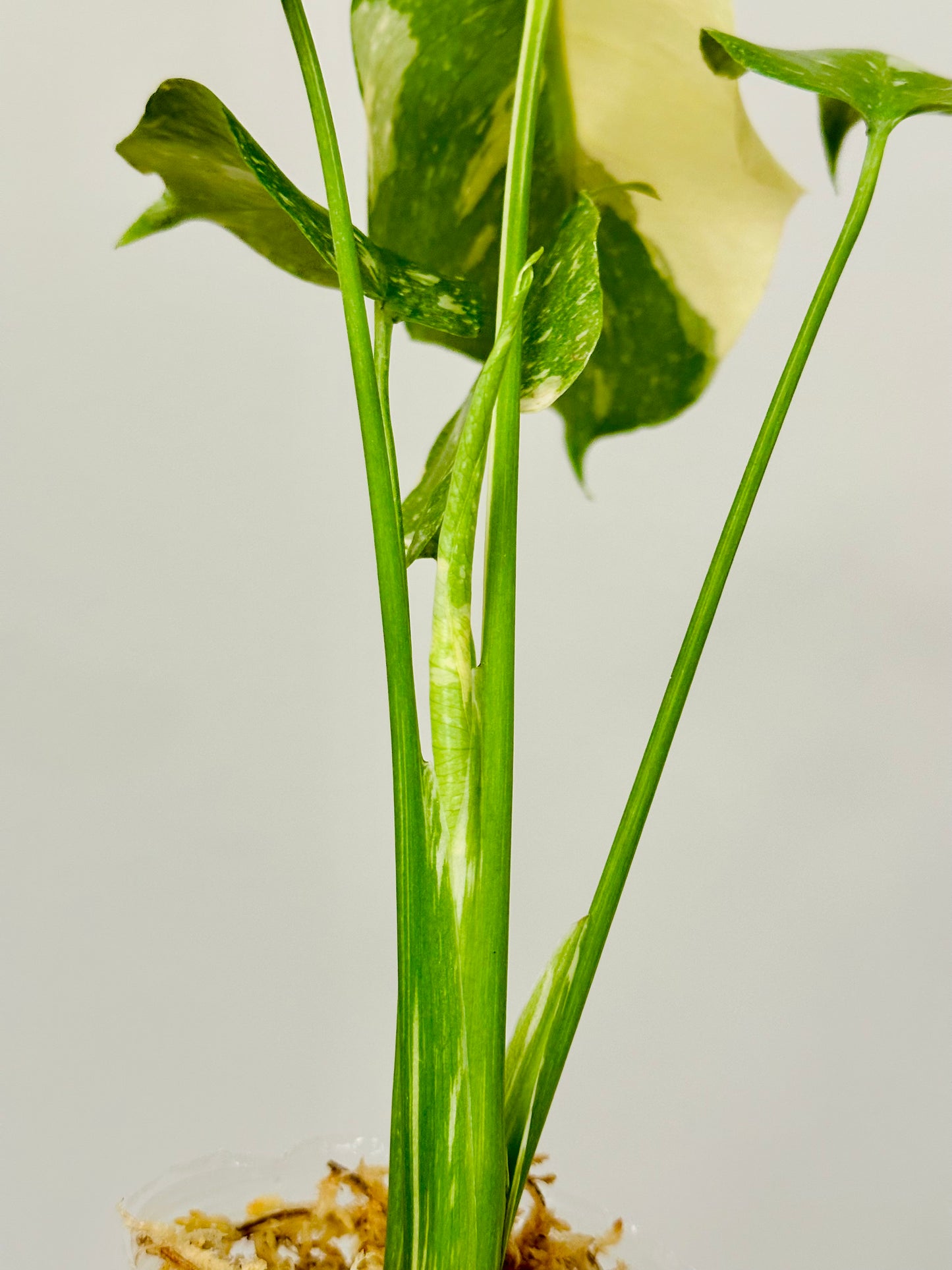 Monstera Thai Constellation