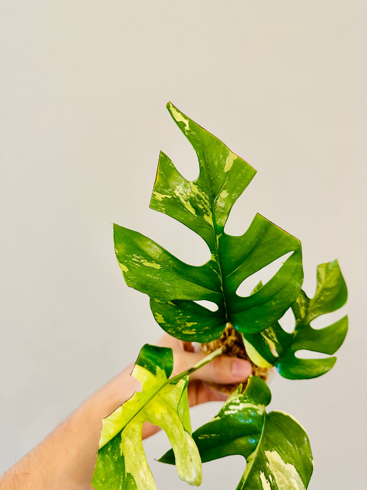 Monstera Tetrasperma Variegada