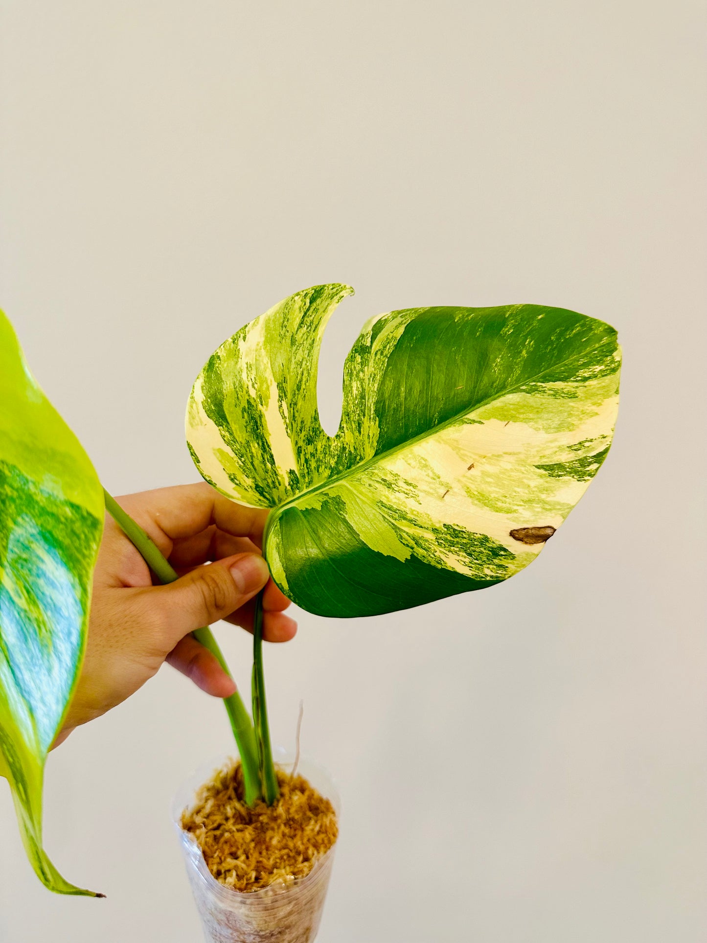 Monstera Aurea Borsigiana