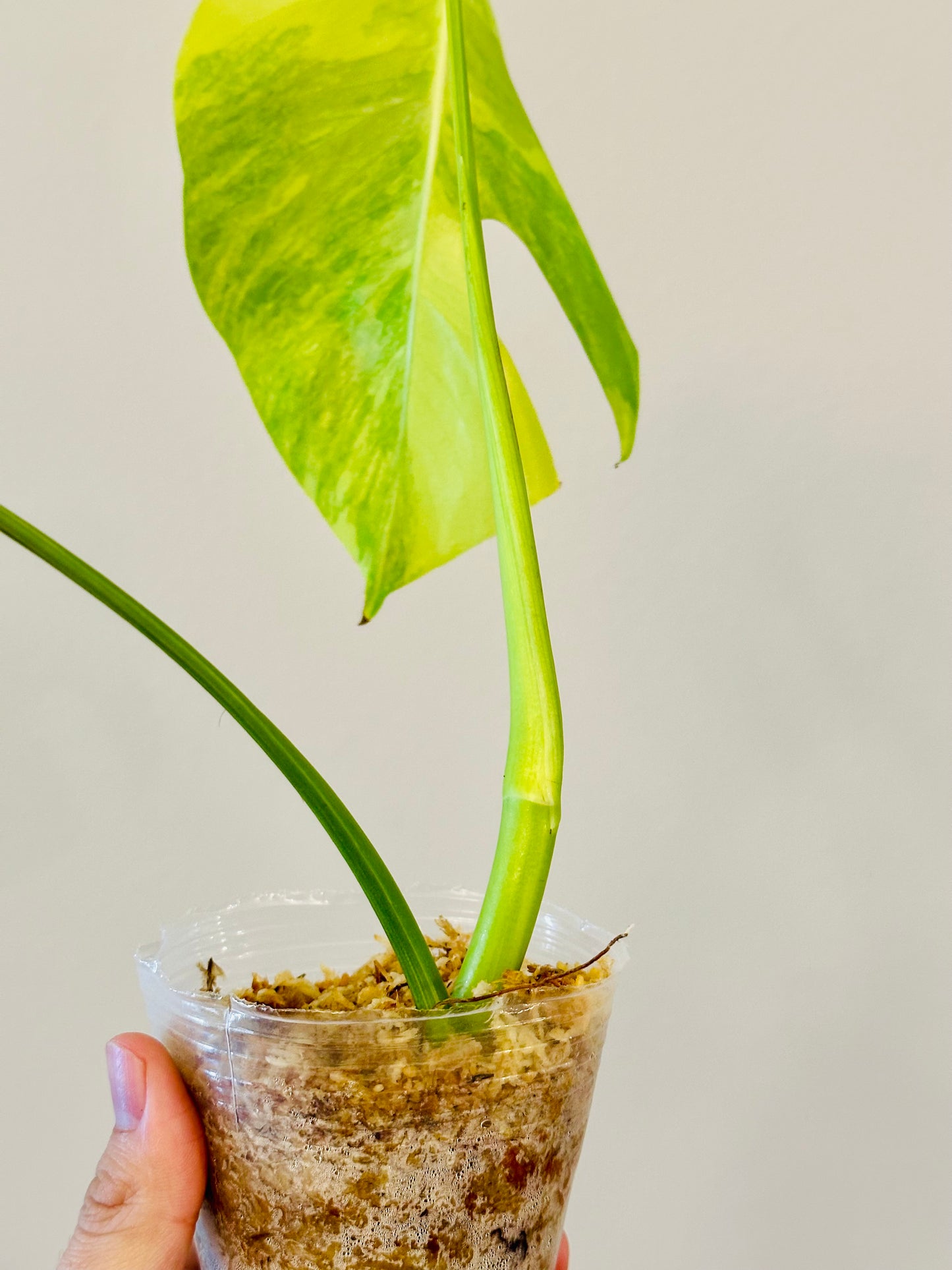 Monstera Aurea Borsigiana