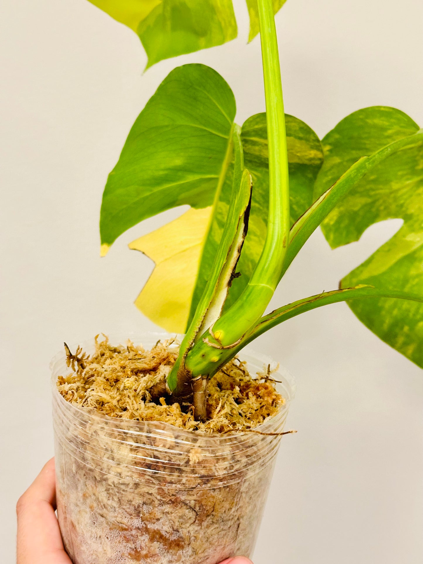 Monstera Aurea Borsigiana