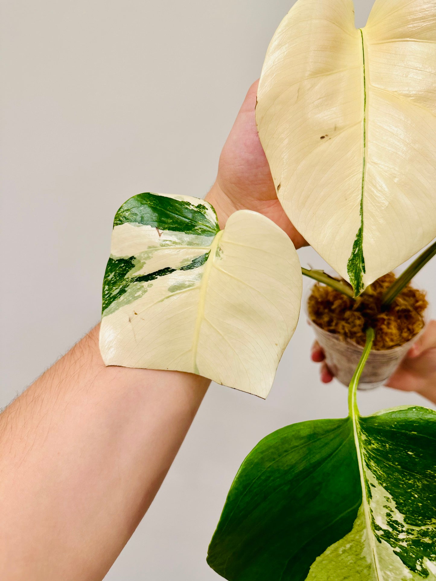 Monstera Deliciosa Albo Borsigiana Japanese White Tiger