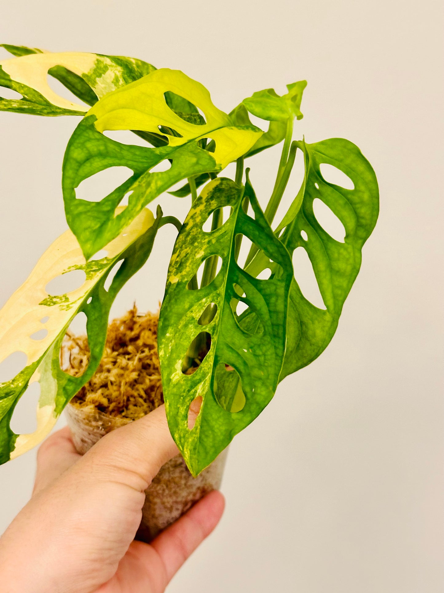 Monstera Adansonii Aurea