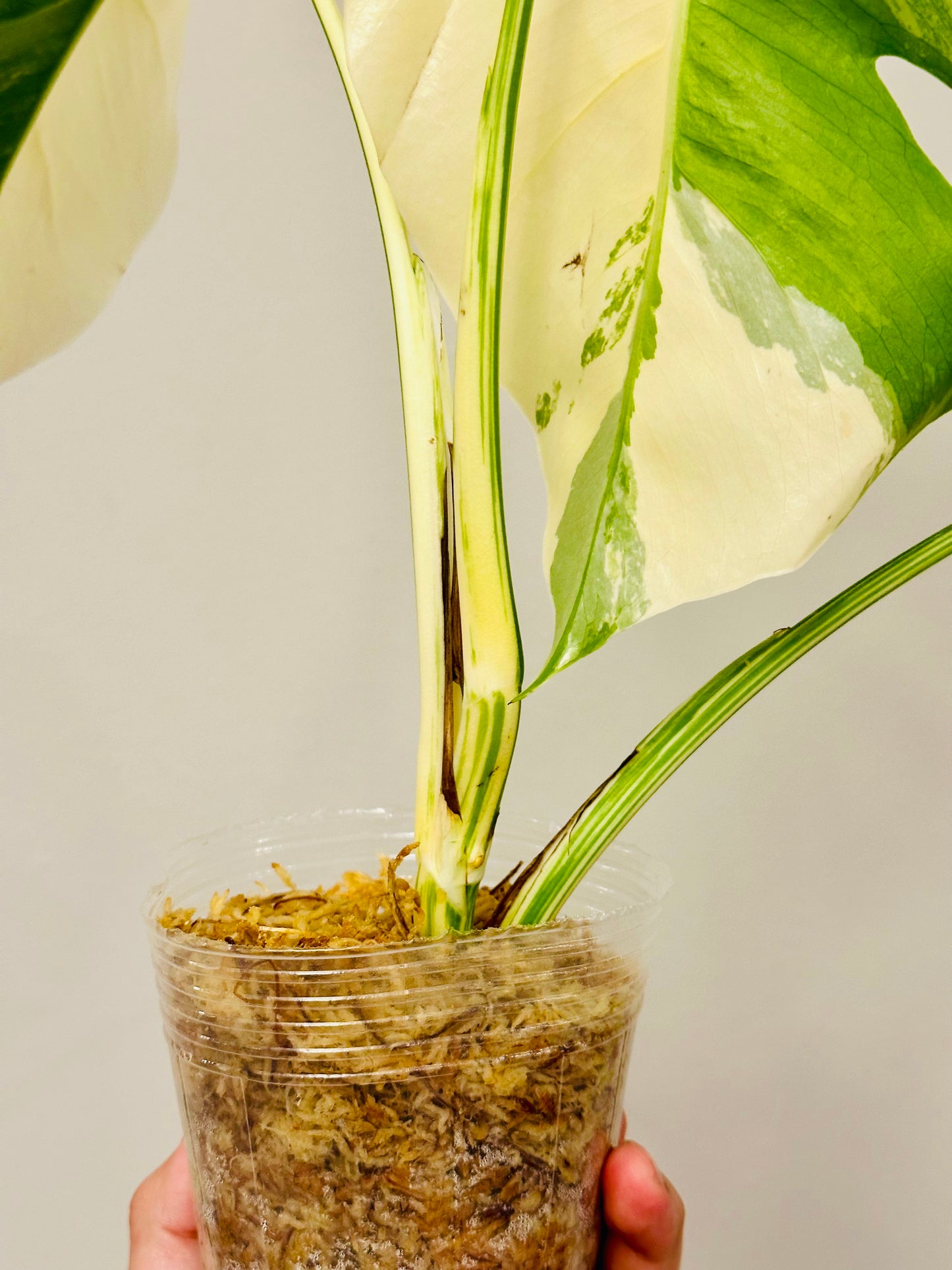 Monstera Deliciosa Albo Borsigiana Japanese White Tiger