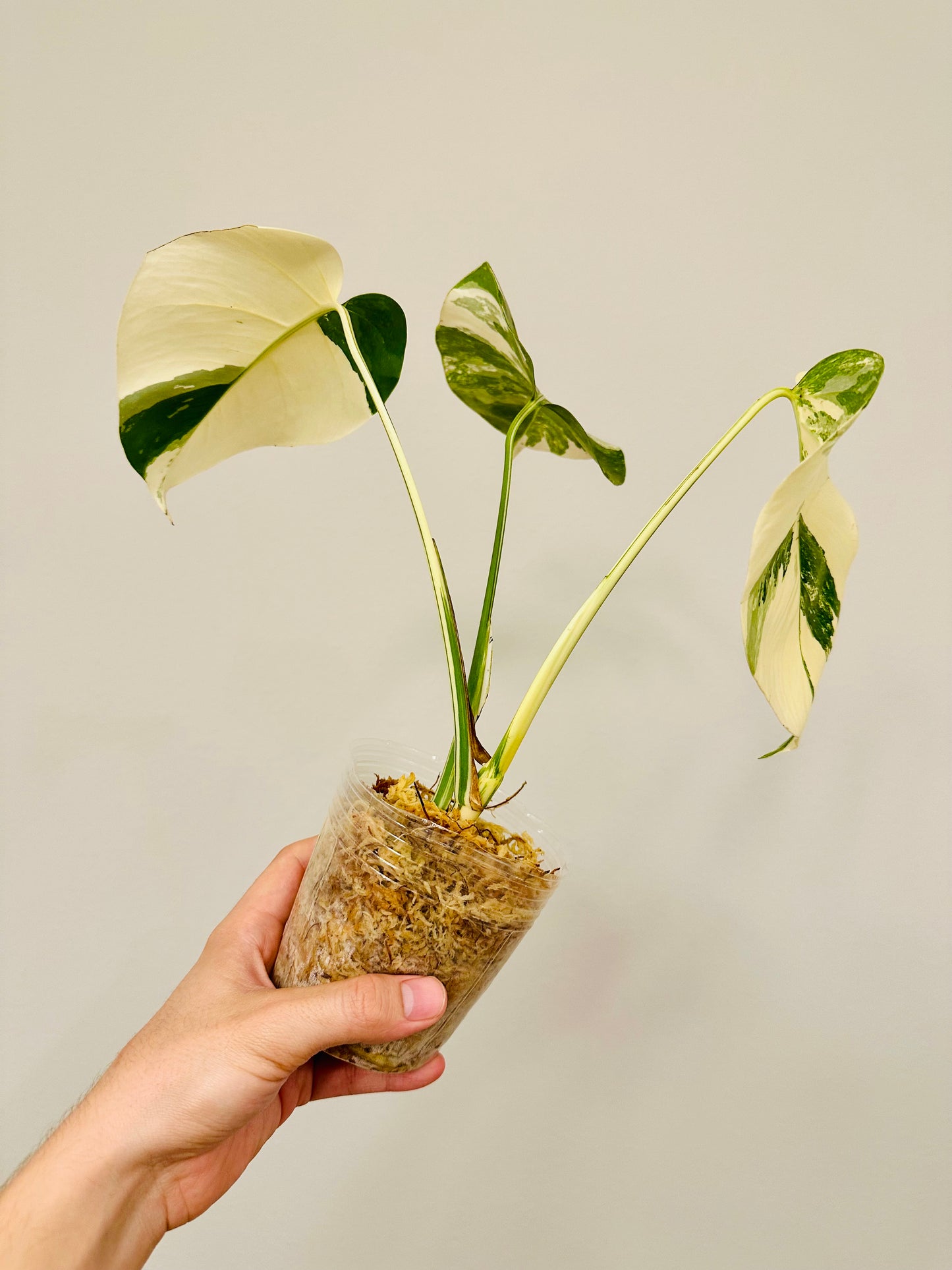 Monstera Deliciosa Albo Borsigiana Japanese White Tiger