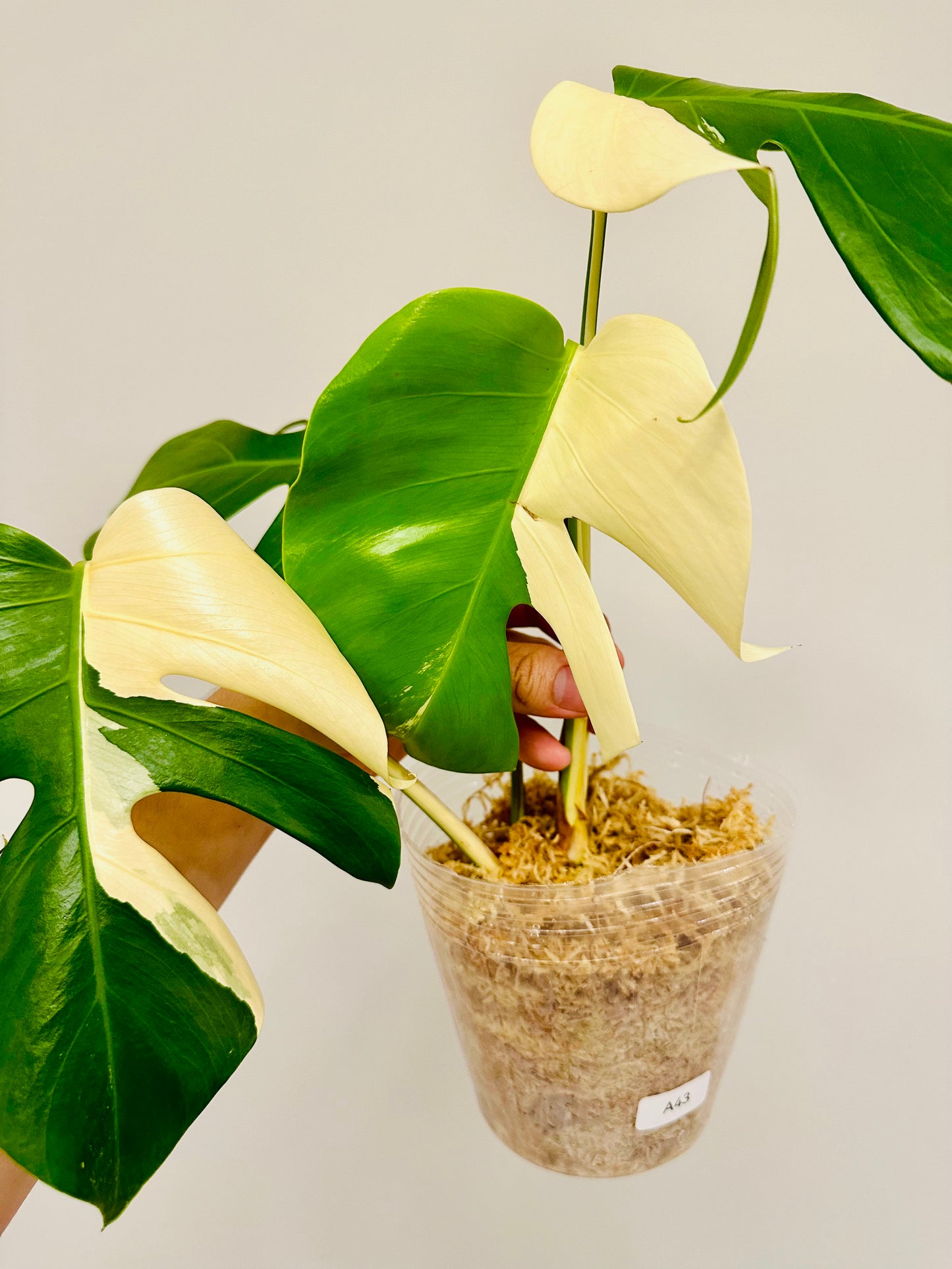 Monstera Deliciosa Albo Borsigiana Japanese White Tiger