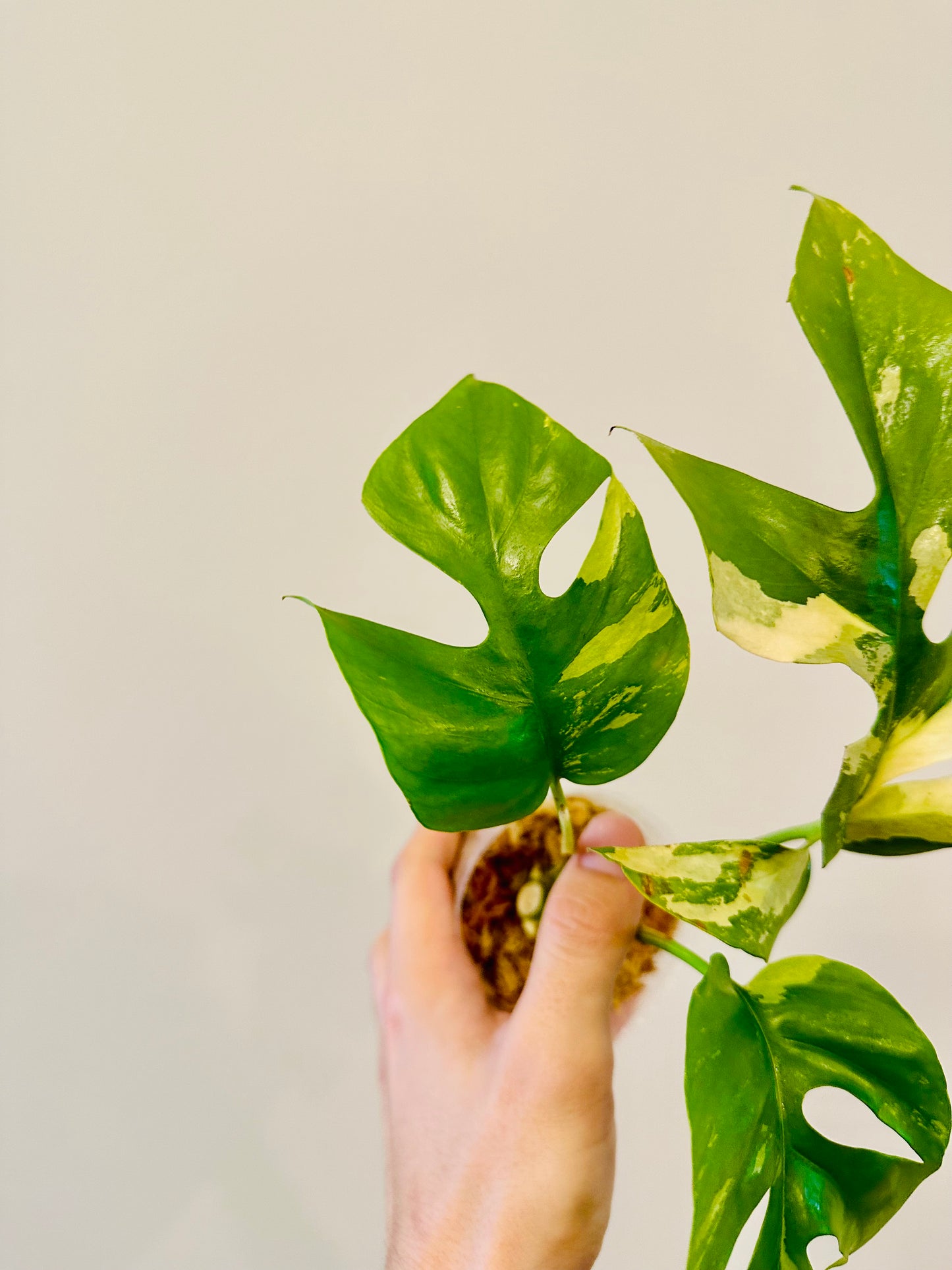 Monstera Tetrasperma Variegada