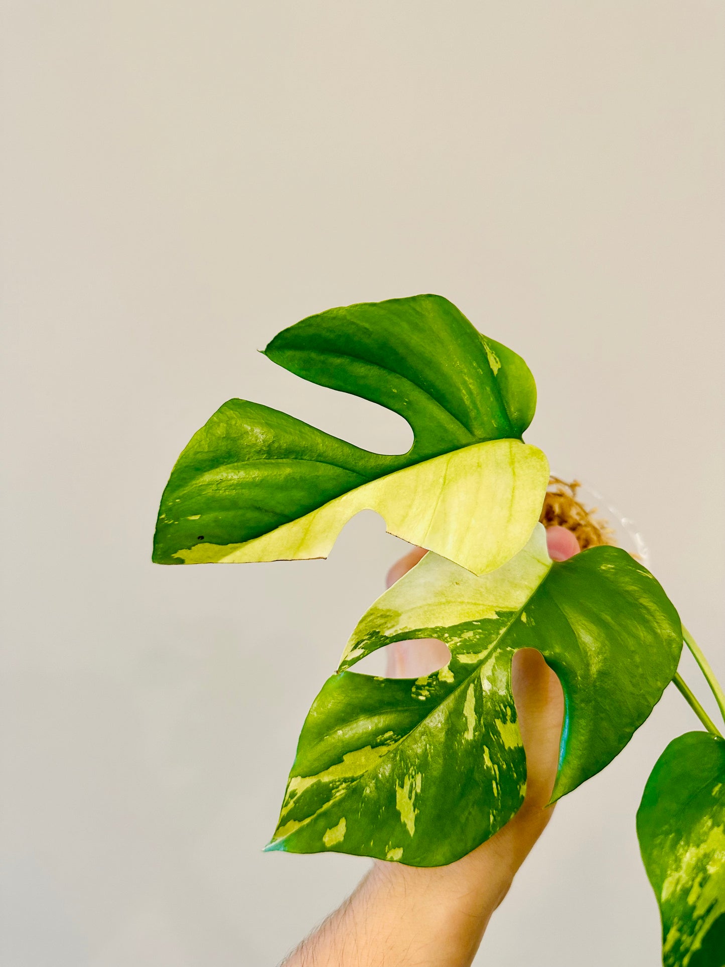 Monstera Tetrasperma Variegada