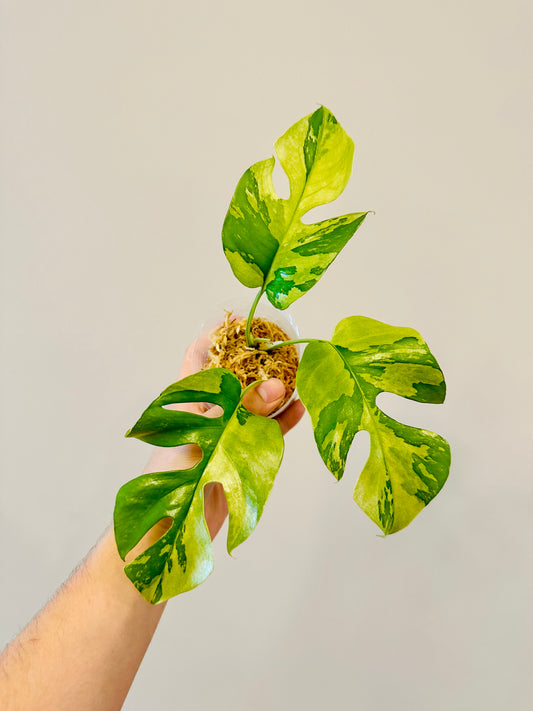 Monstera Tetrasperma Variegada