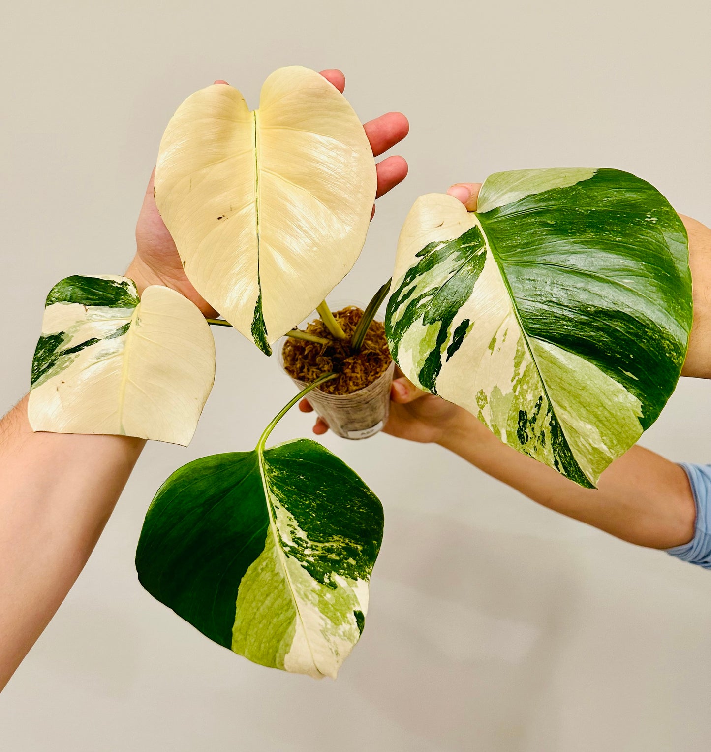 Monstera Deliciosa Albo Borsigiana Japanese White Tiger