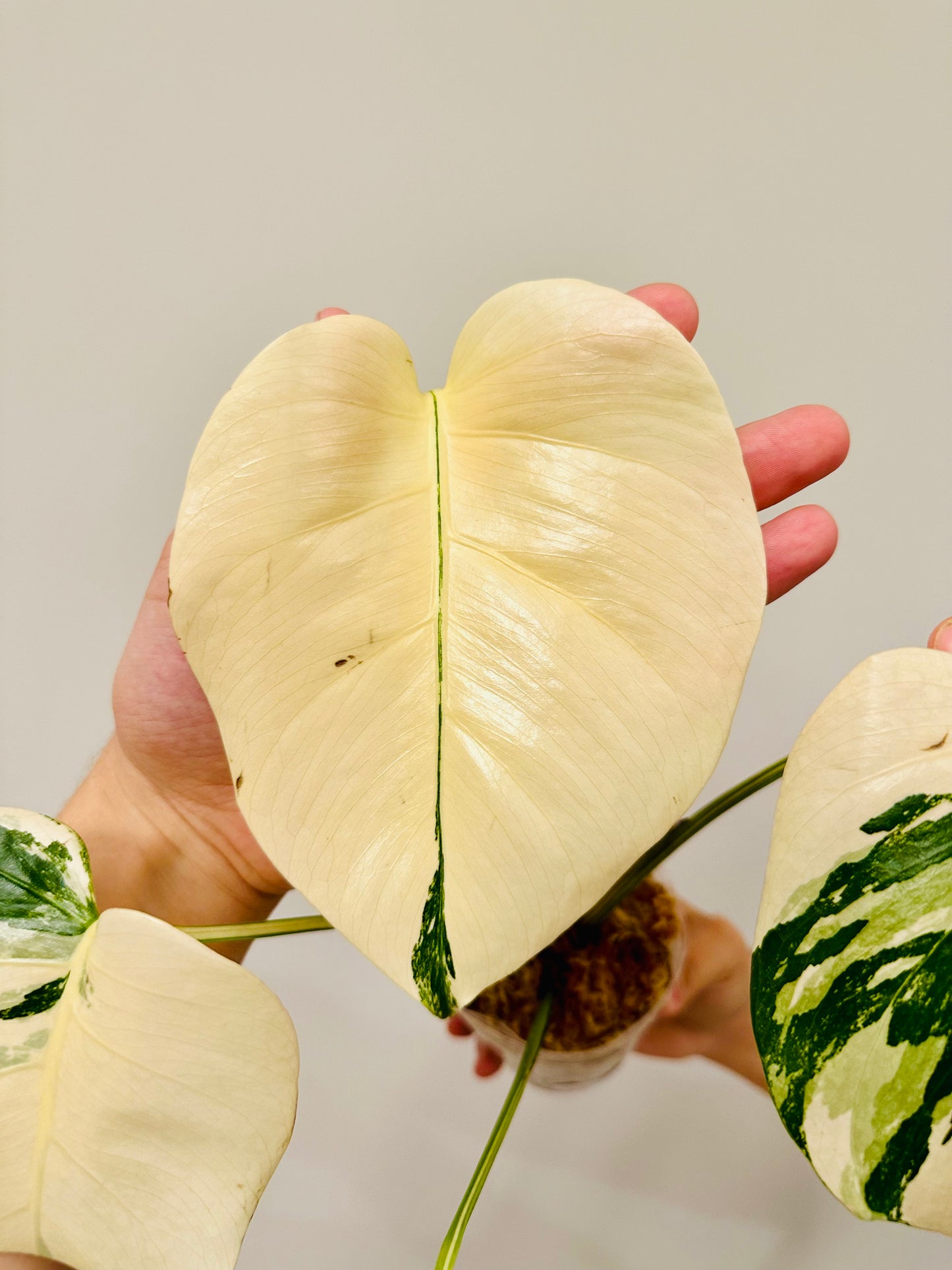 Monstera Deliciosa Albo Borsigiana Japanese White Tiger