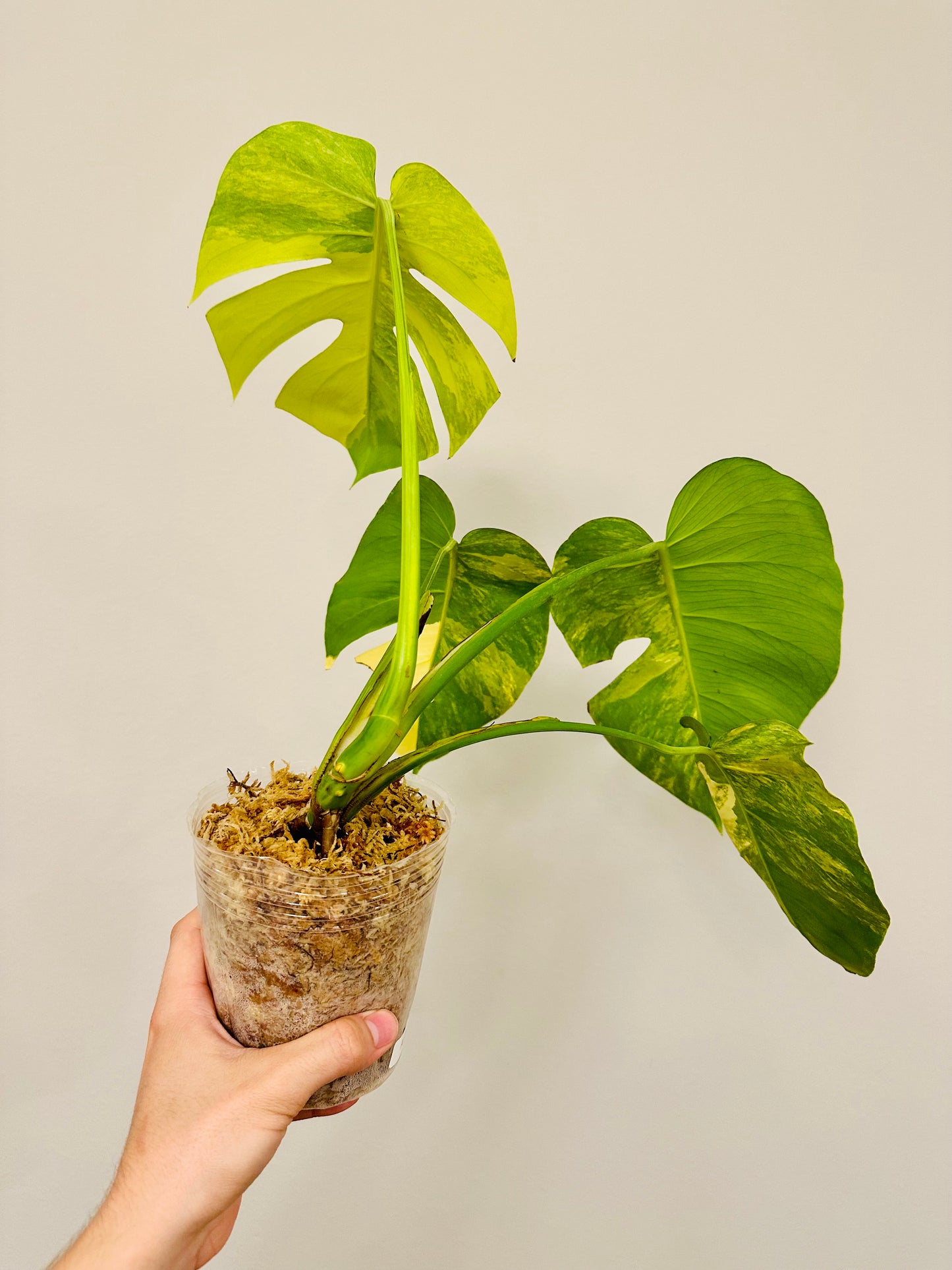 Monstera Aurea Borsigiana