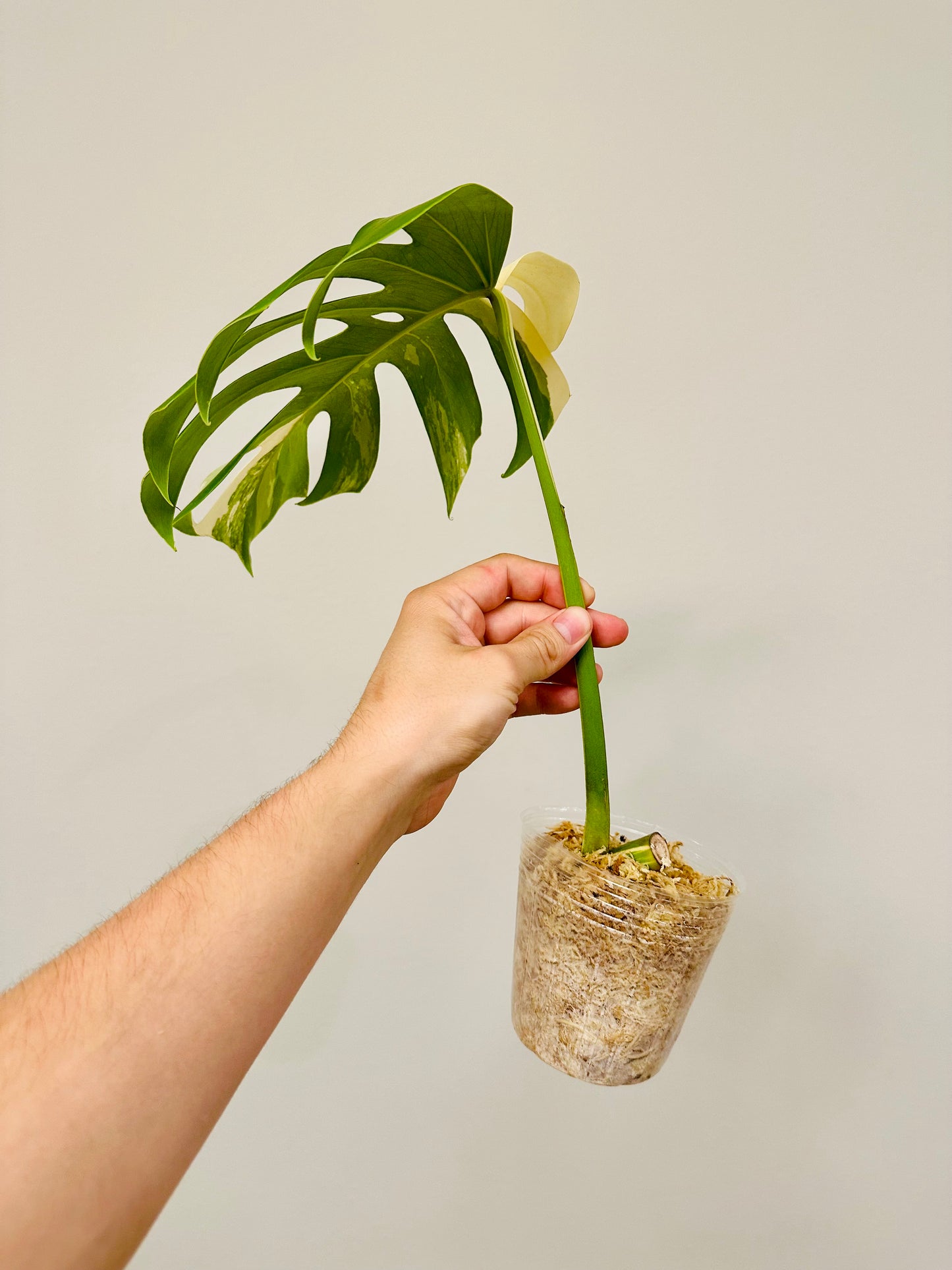 Monstera Deliciosa Albo Borsigiana Japanese White Tiger