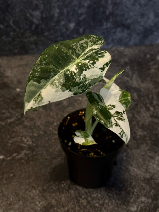 Alocasia Frydrek Variegada