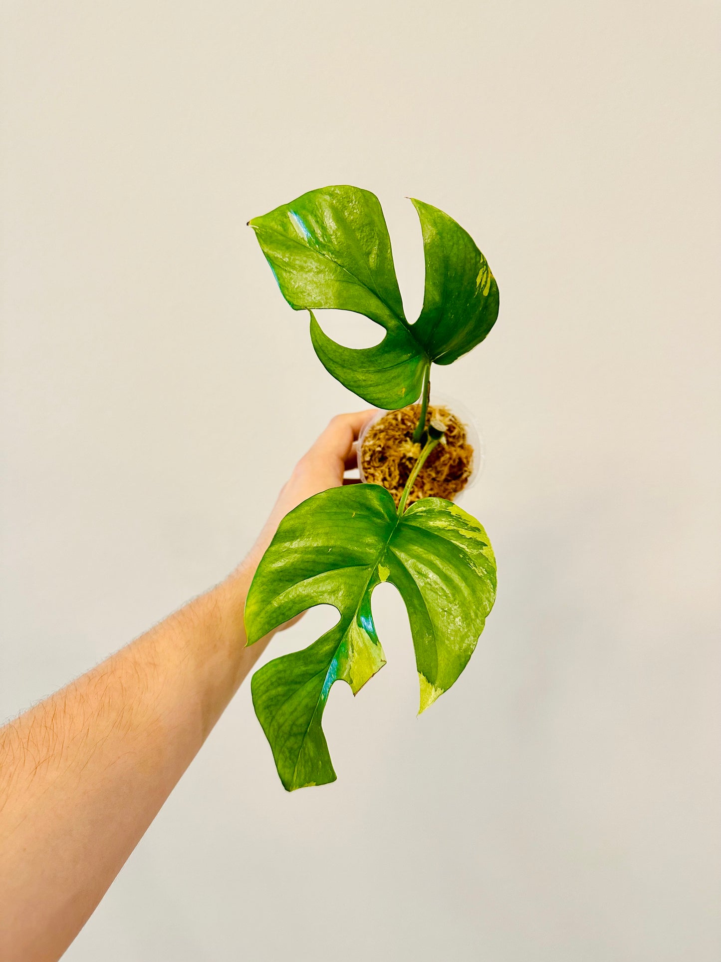 Monstera Tetrasperma Variegada