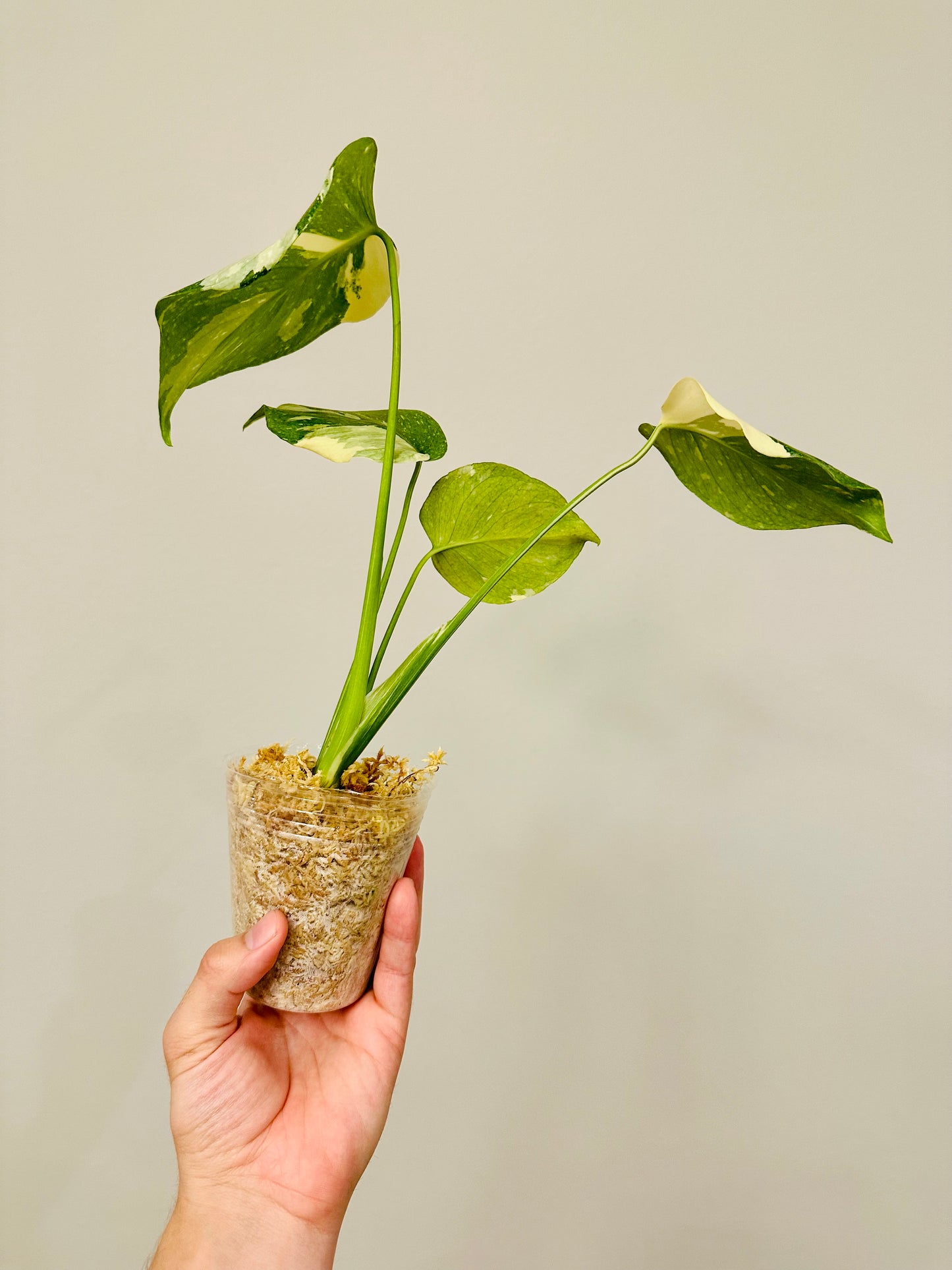 Monstera Thai Constellation