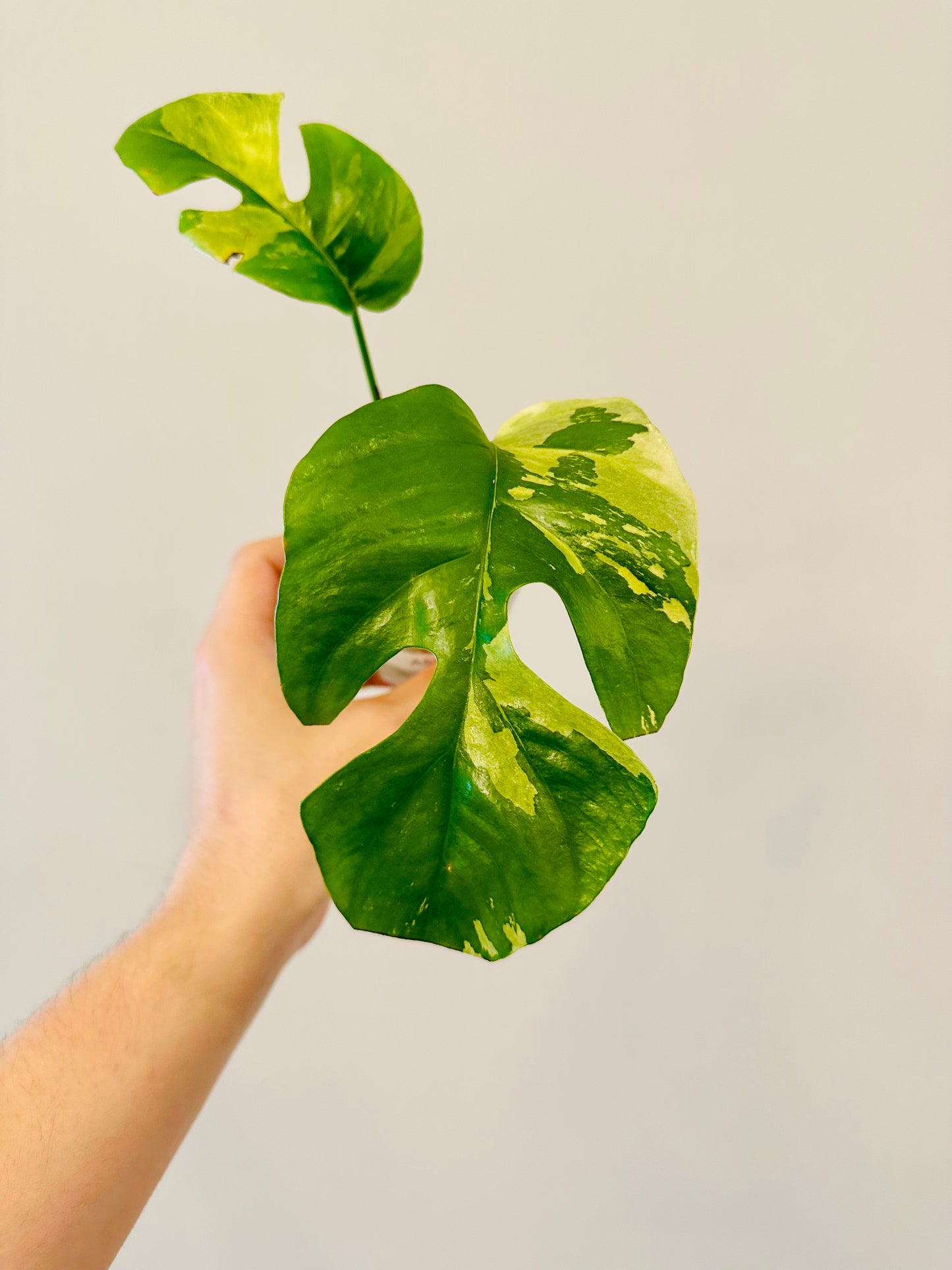 Monstera Tetrasperma Variegada