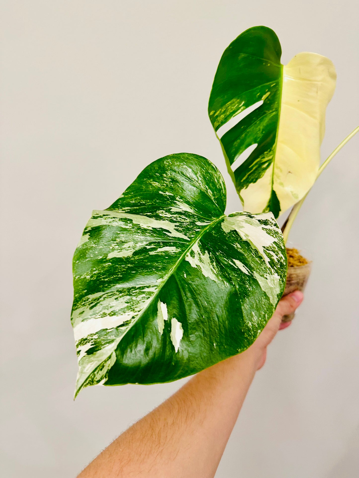 Monstera Deliciosa Albo Borsigiana Japanese White Tiger