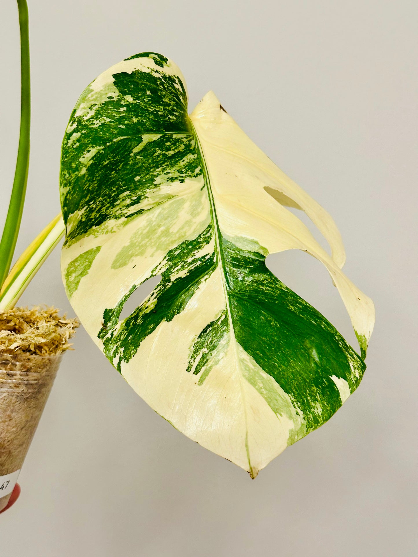 Monstera Deliciosa Albo Borsigiana Japanese White Tiger