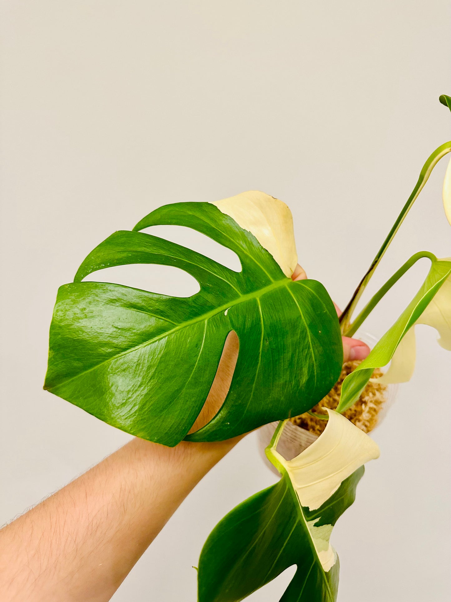 Monstera Deliciosa Albo Borsigiana Japanese White Tiger