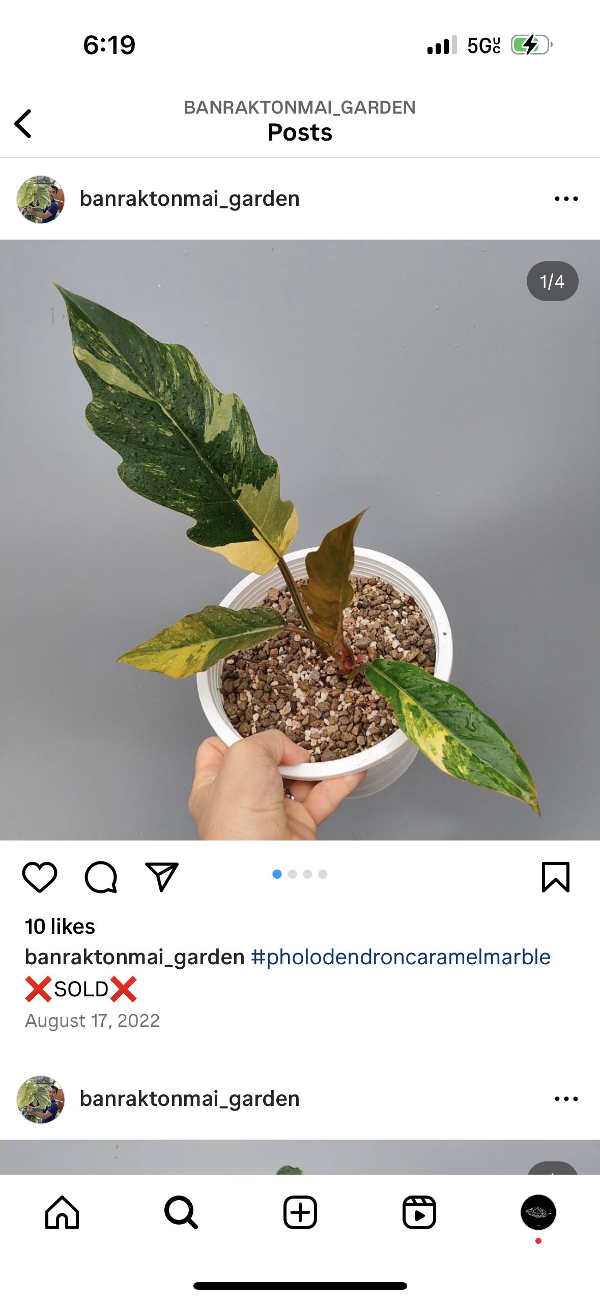 Anthurium Hibrido Besseae AFF x (Papillaminum FS x Dark Forgeitii)