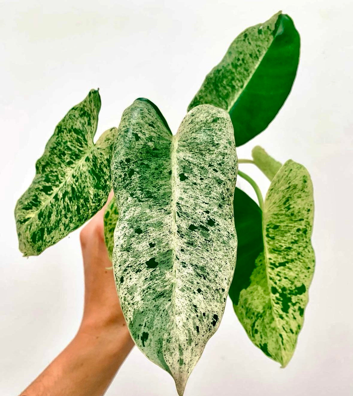 Filodendro Burle Marx Mint Variegado