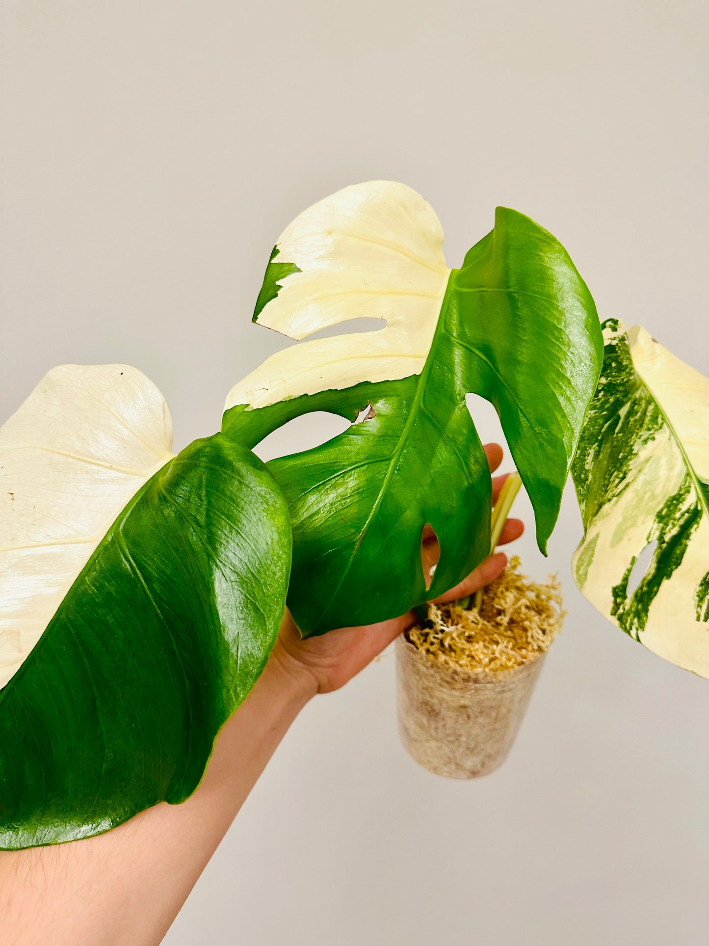 Monstera Deliciosa Albo Borsigiana Japanese White Tiger