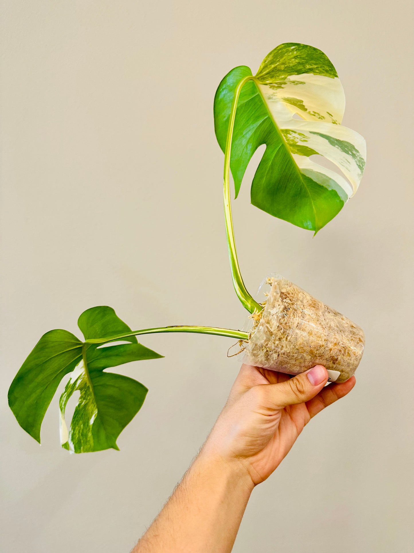 Monstera Deliciosa Albo Borsigiana Japanese White Tiger