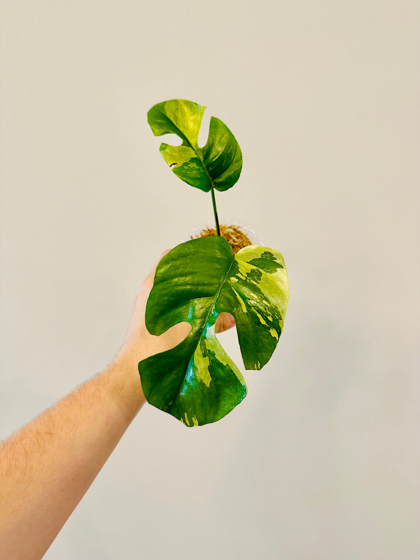 Monstera Tetrasperma Variegada