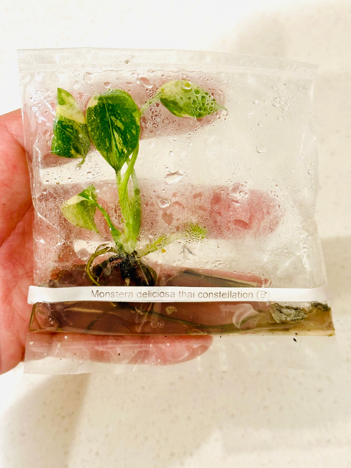 Monstera Thai Constellation (Paquete de 1 Monstera in Vitro)