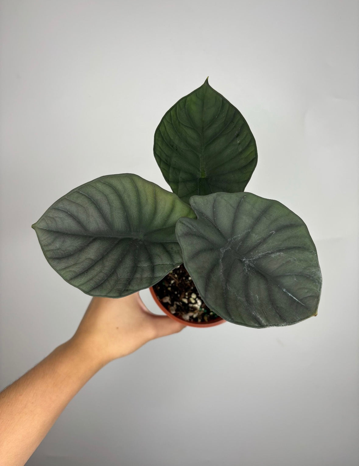 Alocasia Nebula