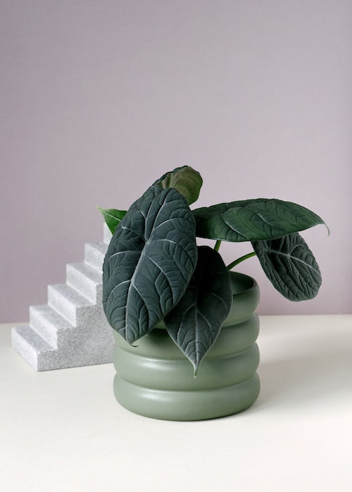 Alocasia Maharani