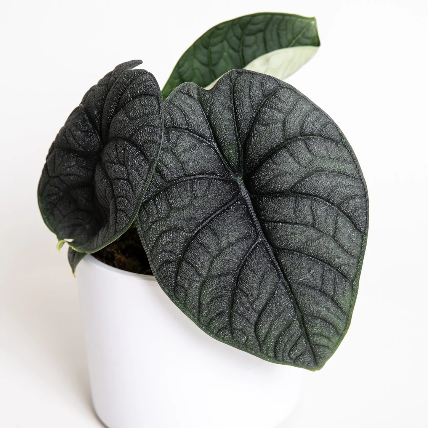 Alocasia Melo