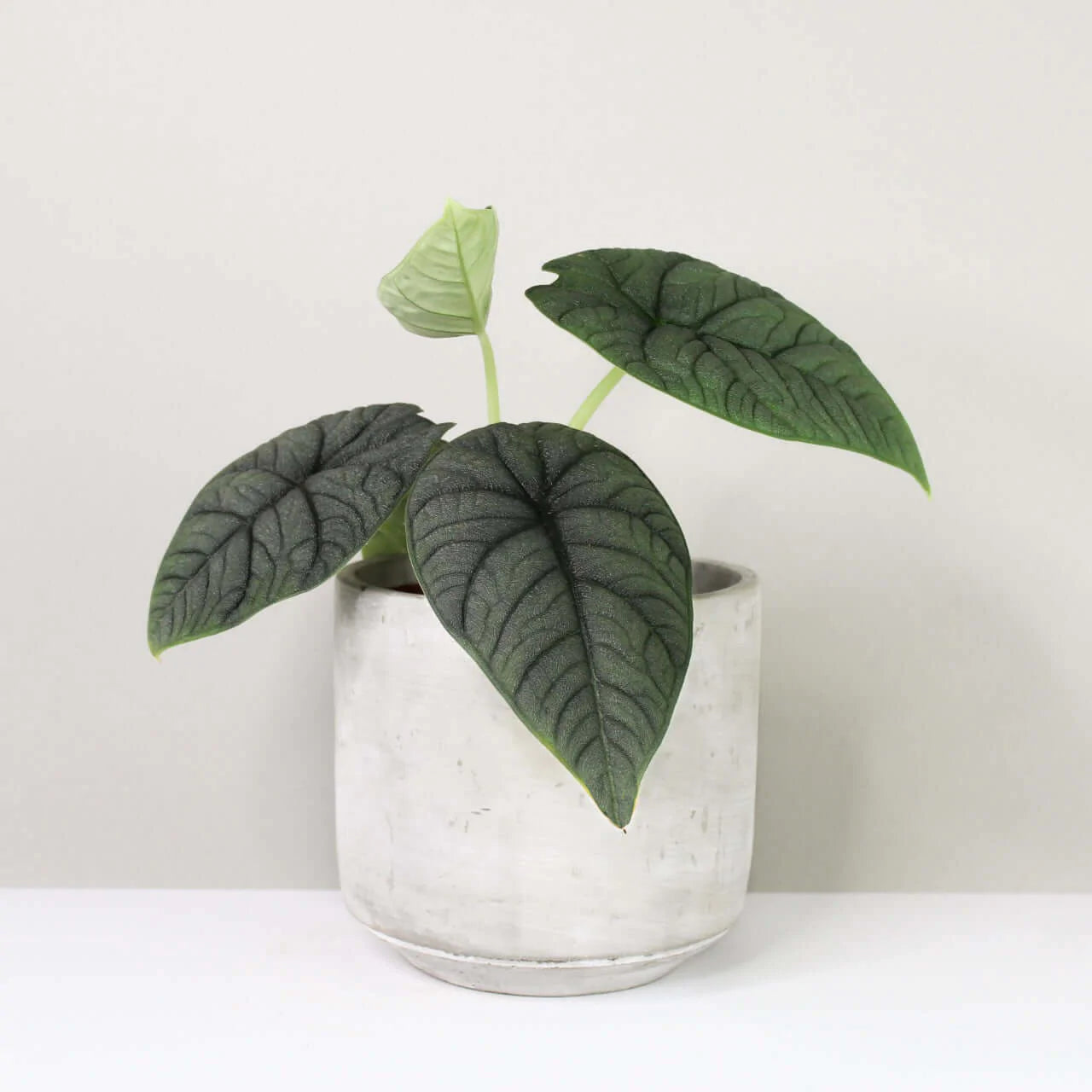 Alocasia Melo