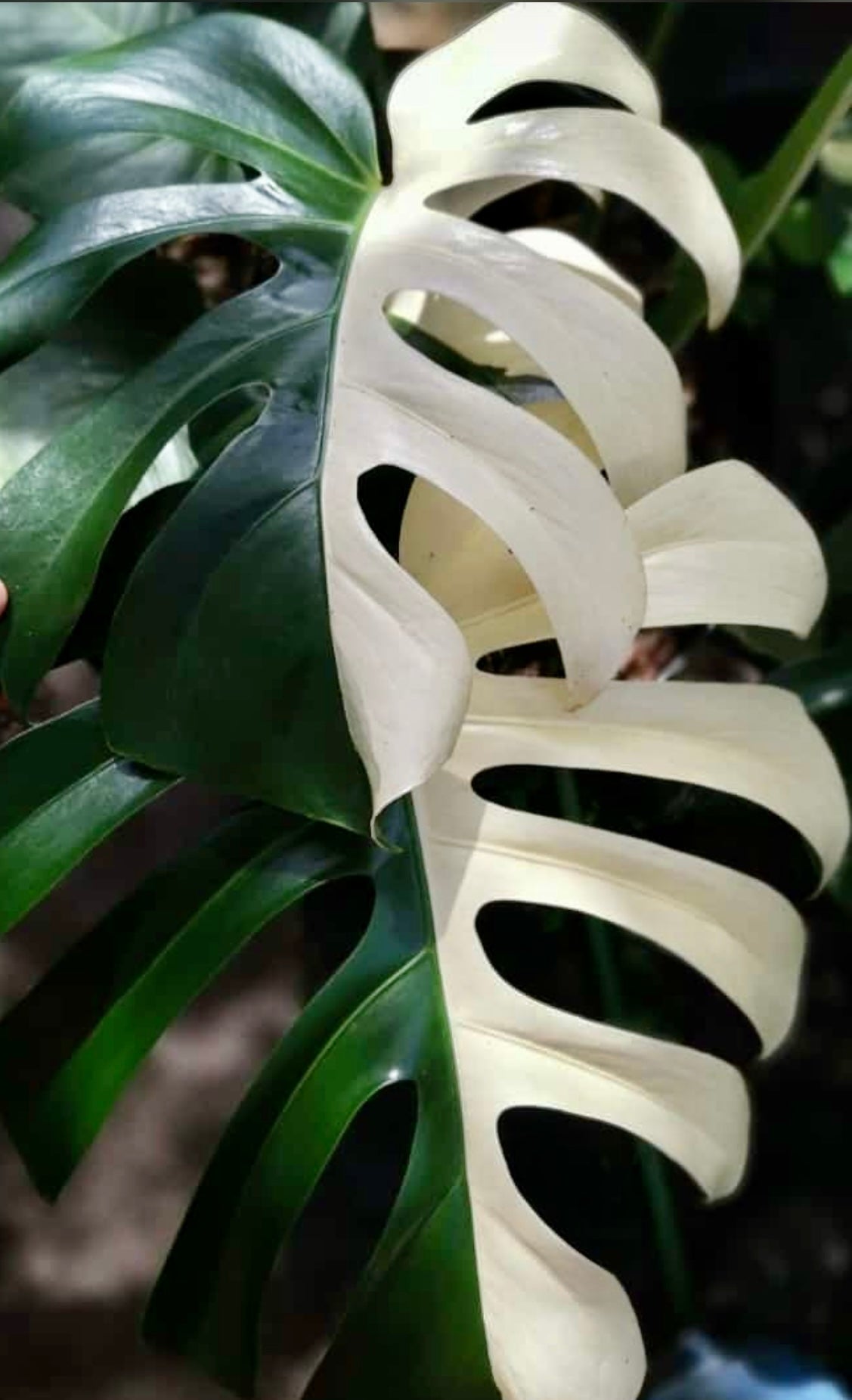 Monstera Deliciosa Albo Borsigiana Japanese White Tiger