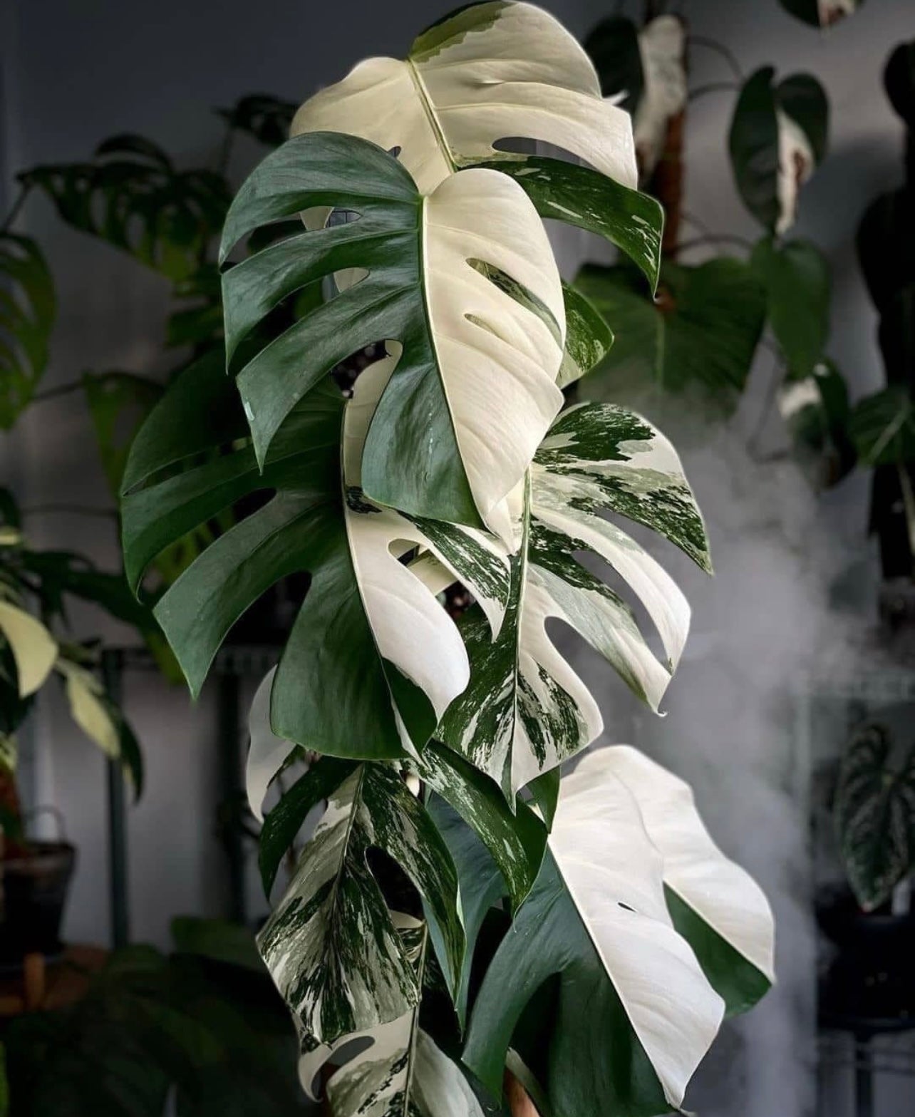 Monstera Deliciosa Albo Borsigiana Japanese White Tiger