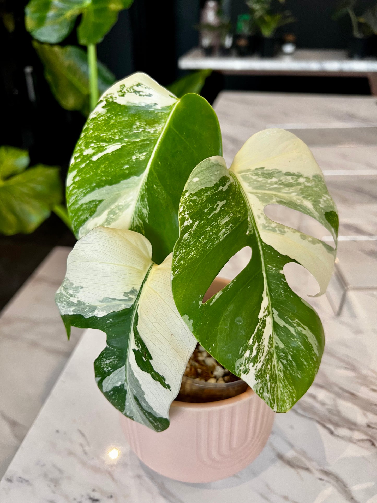 Monstera Deliciosa Albo Borsigiana Japanese White Tiger