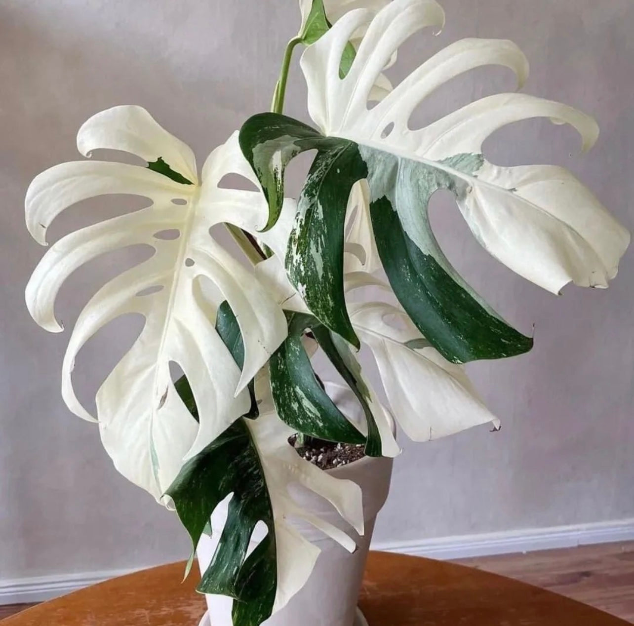 Monstera Deliciosa Albo Borsigiana Japanese White Tiger