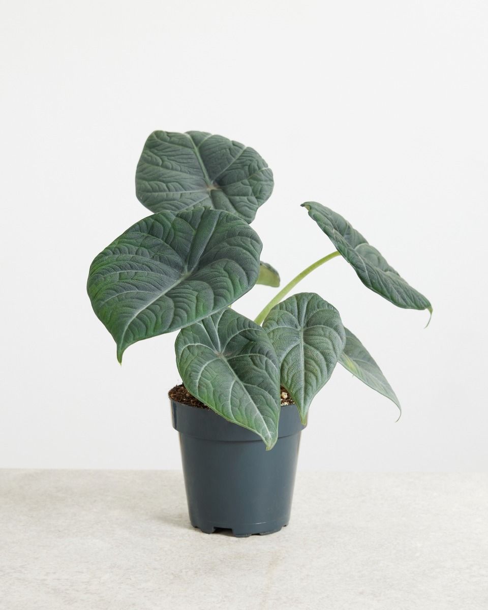 Alocasia Maharani