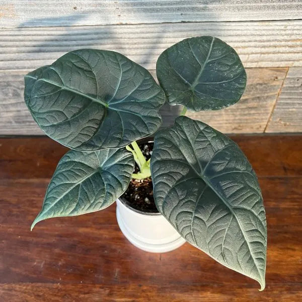 Alocasia Maharani