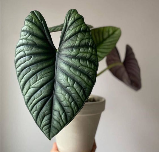 Alocasia Nebula